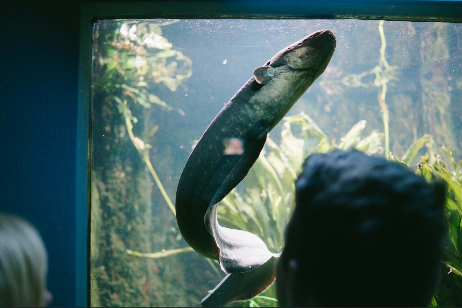 Animals Fishtank 3000