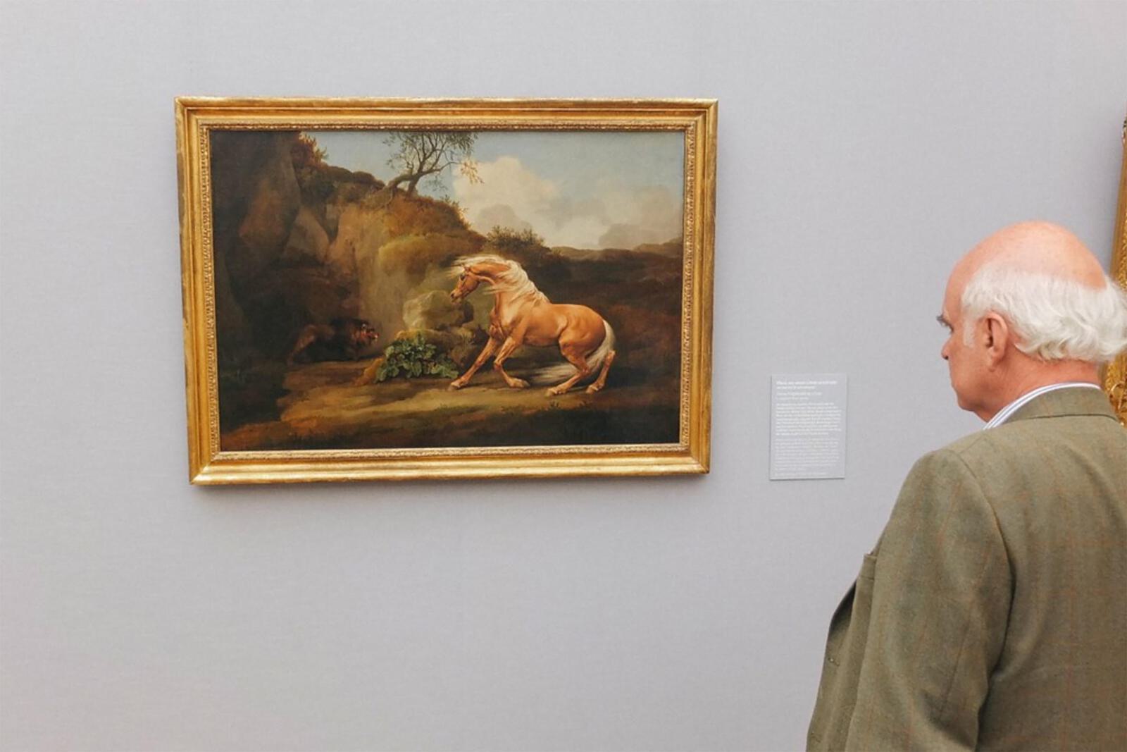 Animals Horse Exhibition 3000