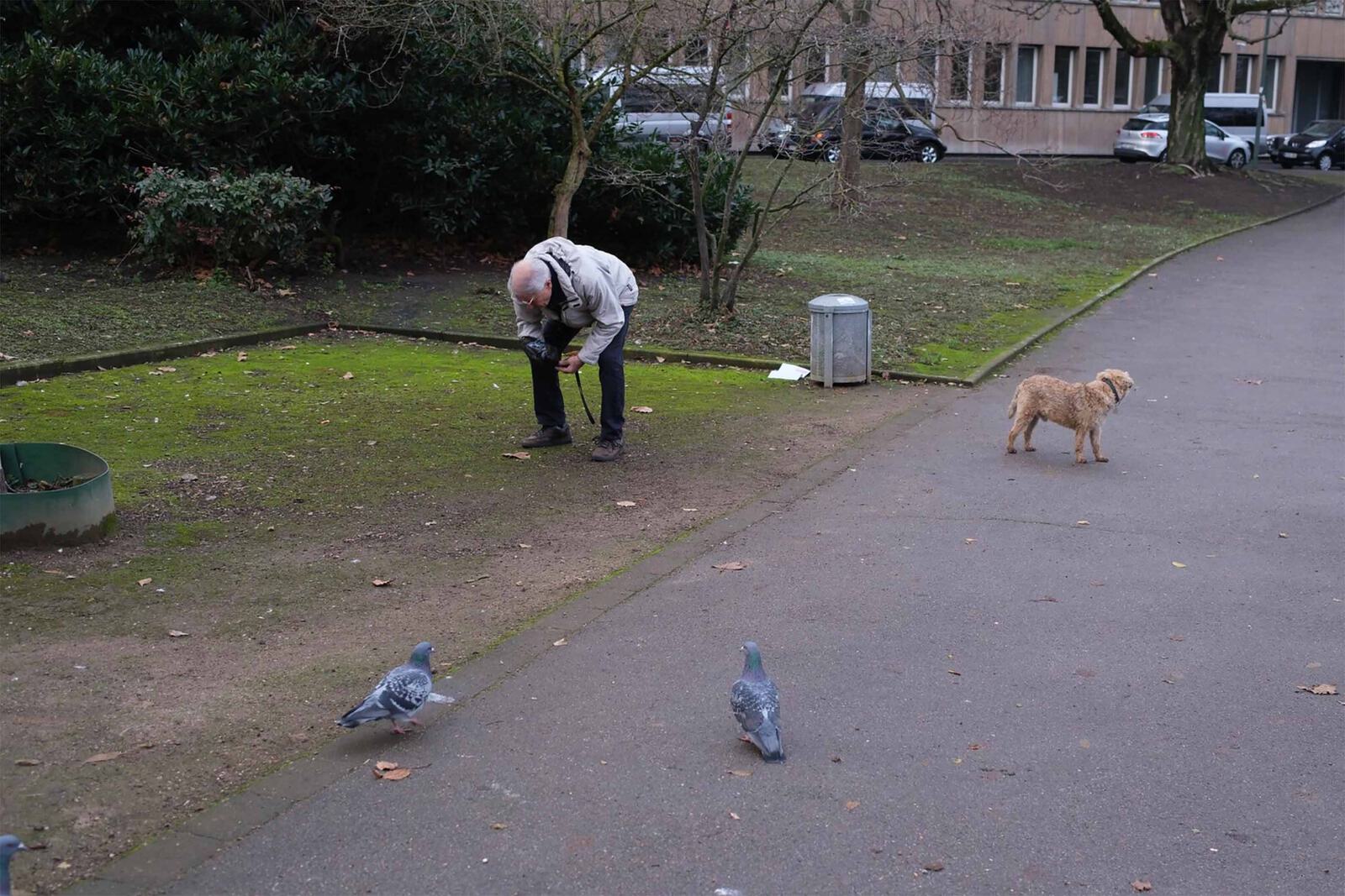 Animals Pigeons 3000