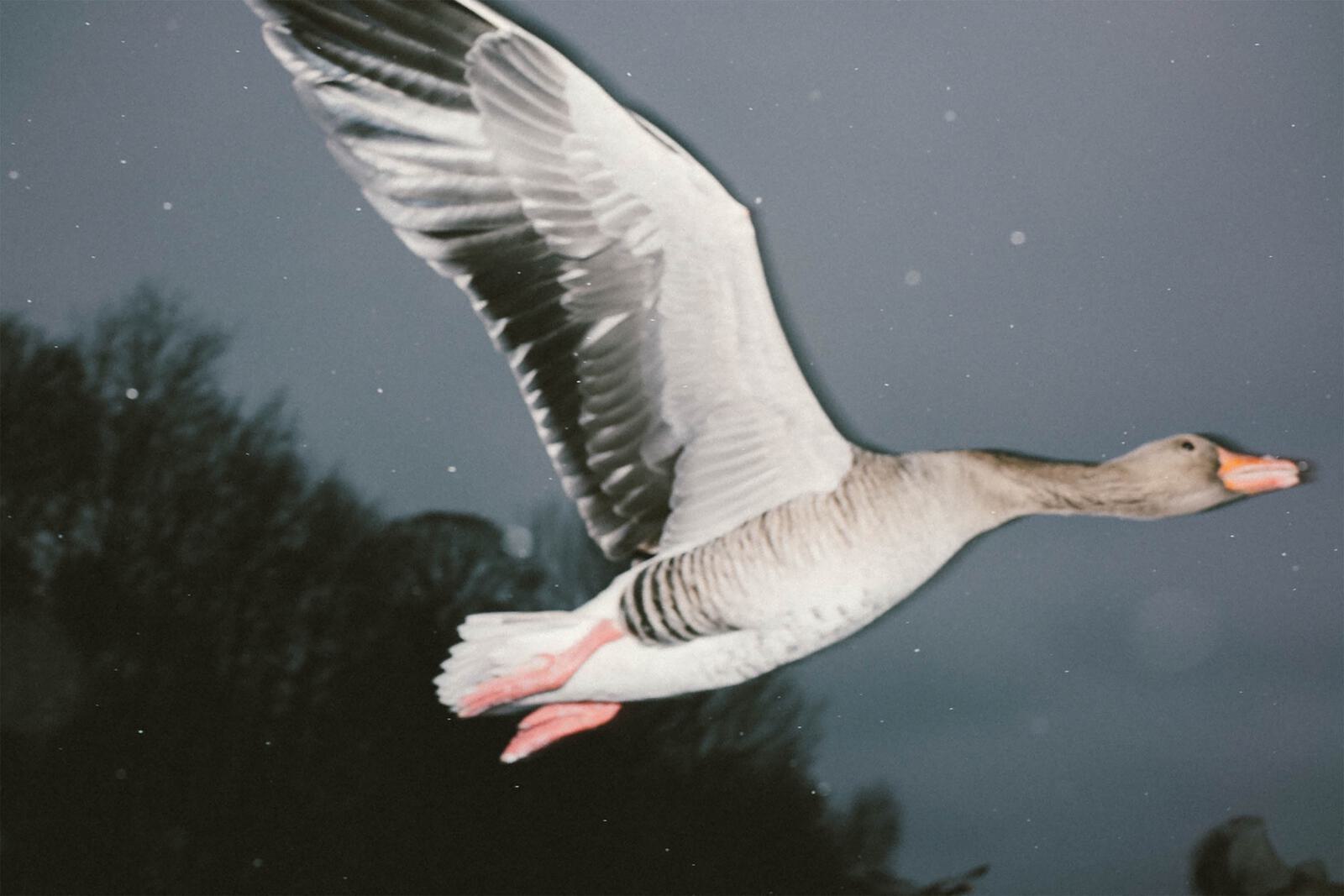 Animals Wild Goose 3000